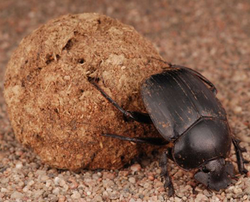 dung beetle rolling ball